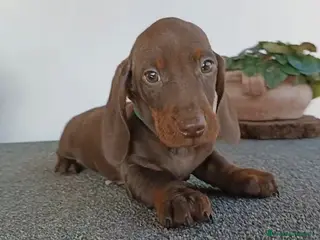 Bassotto cani Cuccioli bassotto con Pedigree ENCI. - Annuncio 36