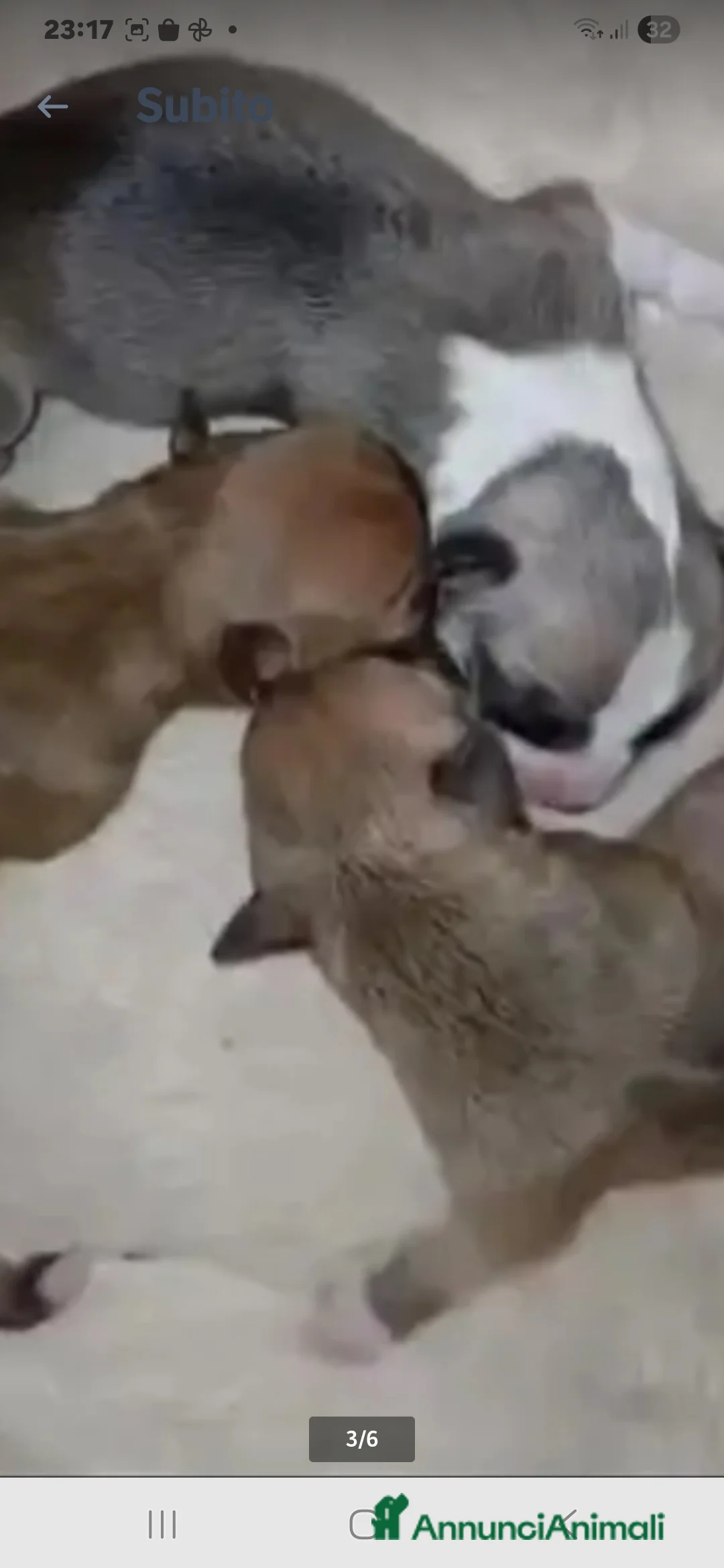 Chihuahua cani in vendita: Cuccioli chihuahua - Annuncio 17