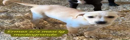 Meticcio cani in regalo: Cuccioli invisibili da salvare  a Provincia di Pistoia - Annuncio 10