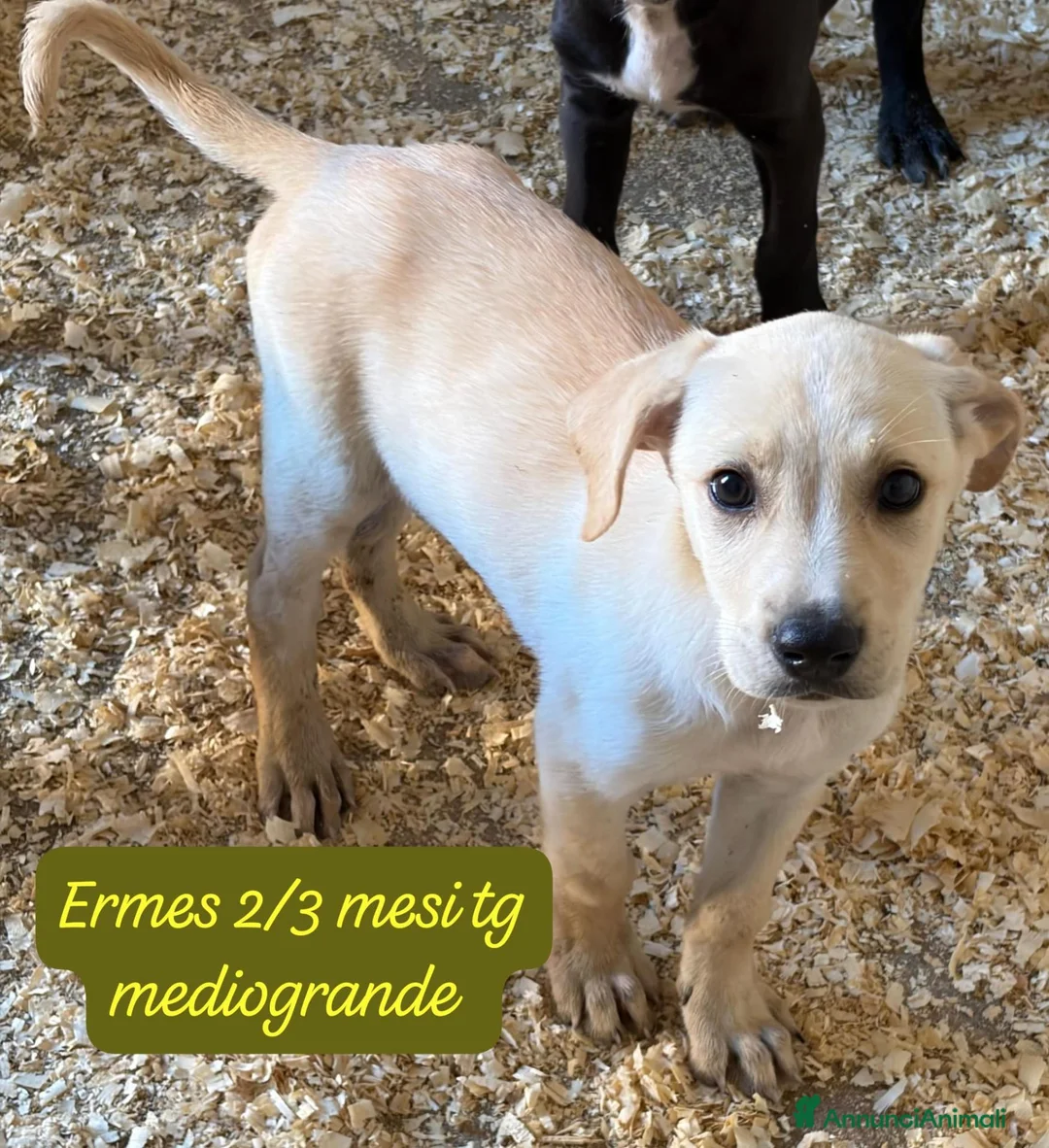 Meticcio cani in regalo: Cuccioli invisibili da salvare  a Provincia di Pistoia - Annuncio 10