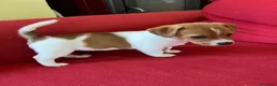 Jack Russell cani in vendita: 7 stupendi cuccioli di Jack Russell a Provincia della Spezia - Annuncio 8