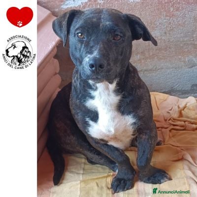 Meticcio cani AMY 3 anni dolce ed affettuosa cerca adozione a Provincia di Latina - Annuncio 13