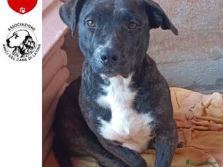 Meticcio cani AMY 3 anni dolce ed affettuosa cerca adozione a Provincia di Latina - Annuncio 25