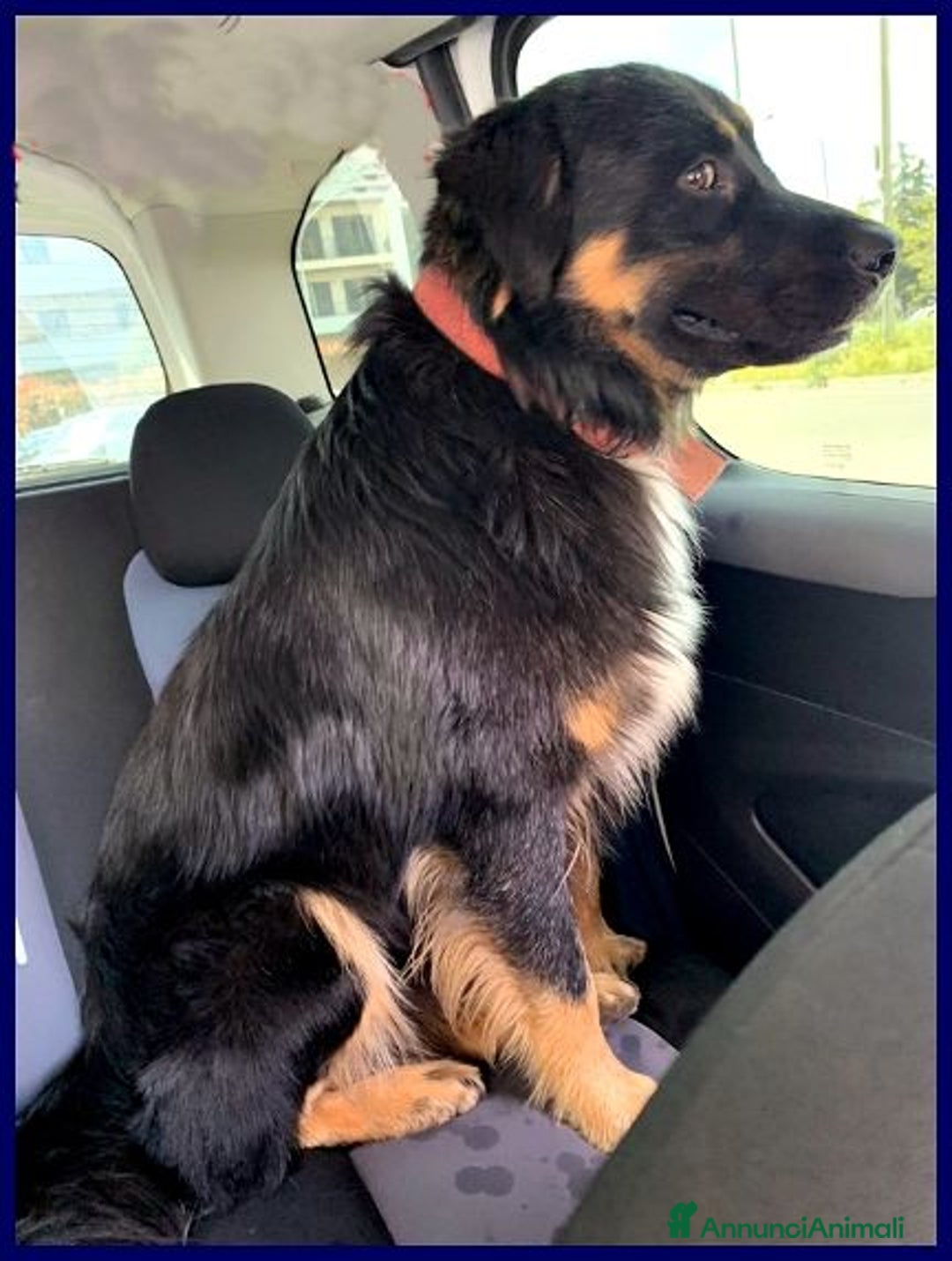 Meticcio cani in regalo: LILLY ed ARGO bravi un po' vagabondi - Annuncio 5