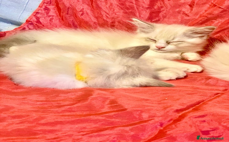 Ragdoll gatti a Provincia di Forlì-Cesena - Annuncio 14