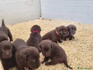 Labrador cani Labrador - Annuncio 1