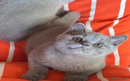 British gatti in vendita: British Shorthair  - Immagine 4