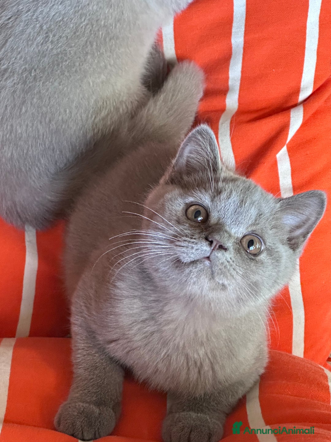 British gatti in vendita: British Shorthair  - Immagine 4