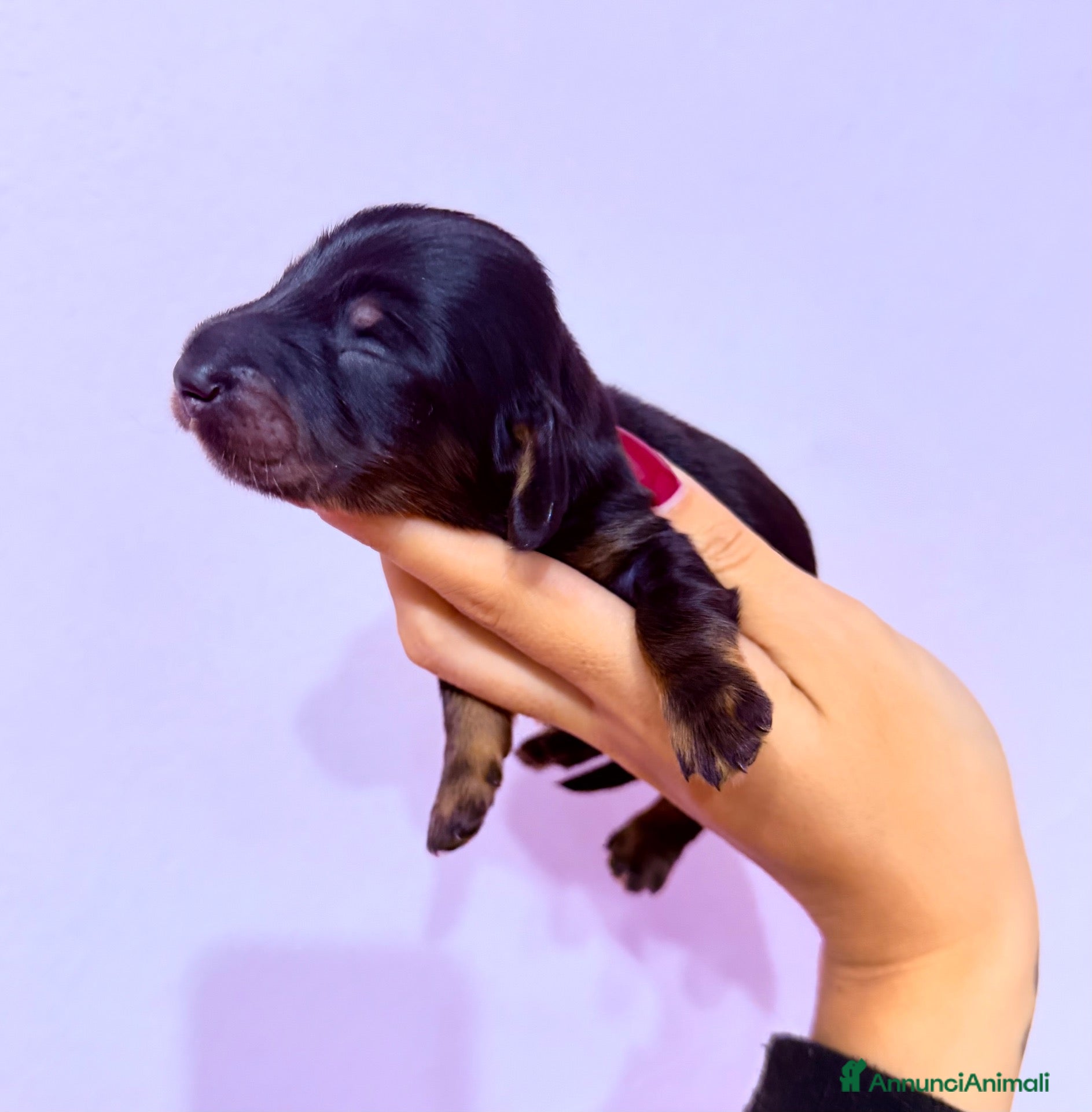 Bassotto cani in vendita: Bassotti a pelo lungo  - Annuncio 30