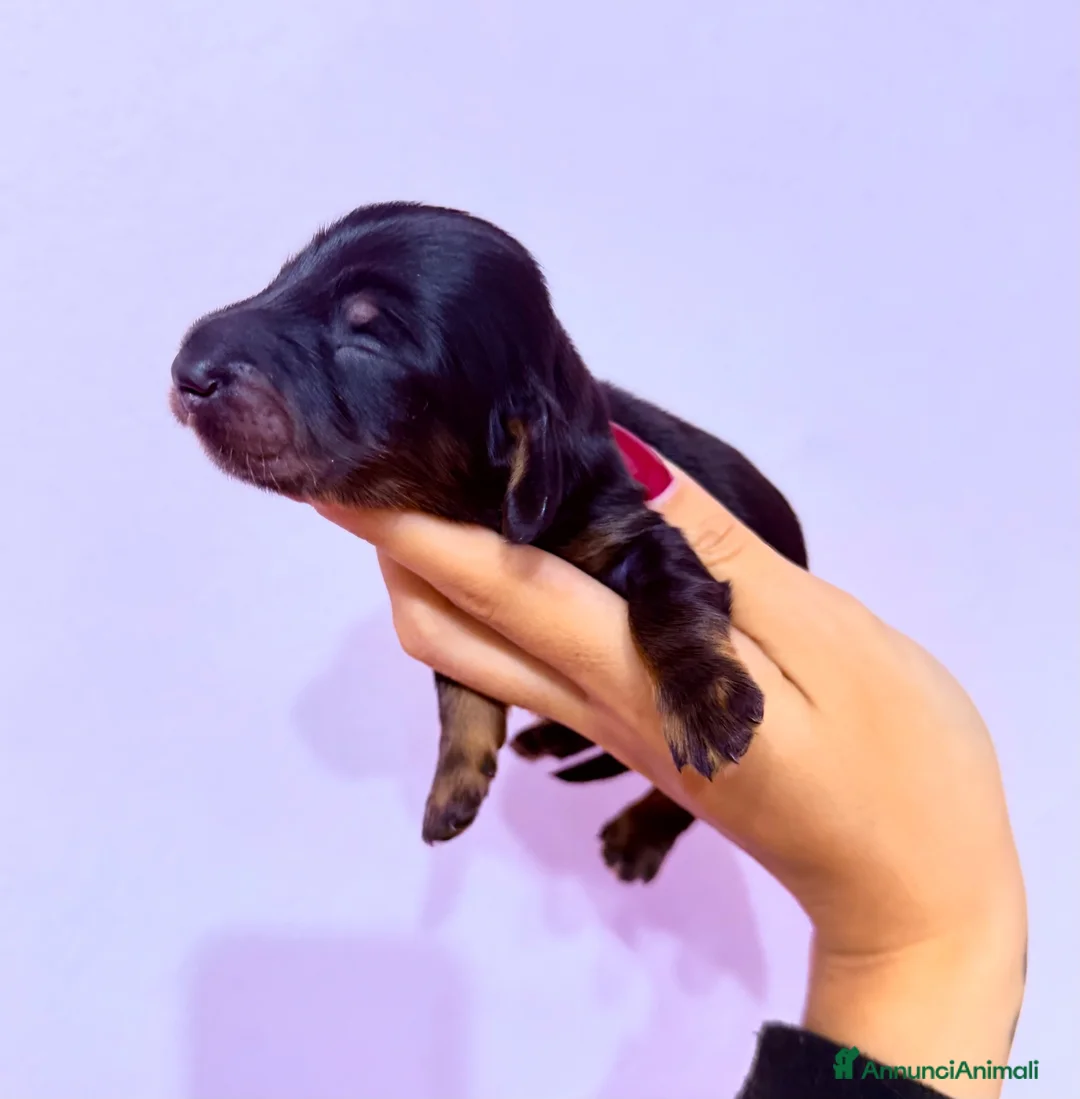 Bassotto cani in vendita: Bassotti a pelo lungo  - Annuncio 1