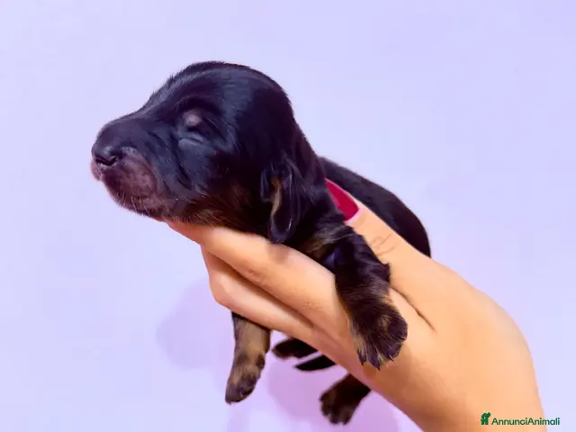 Bassotto cani in vendita: Bassotti a pelo lungo - Annuncio 30