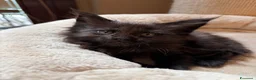 Maine Coon gatti in vendita: Femminucce black con pedigree  - Annuncio 10