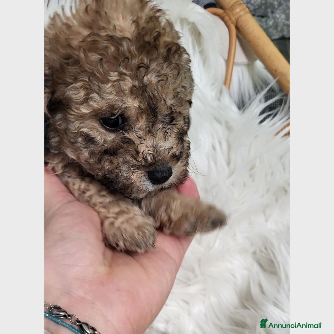 Barboncino cani in vendita: Cuccioli di Barboncino - Annuncio 5