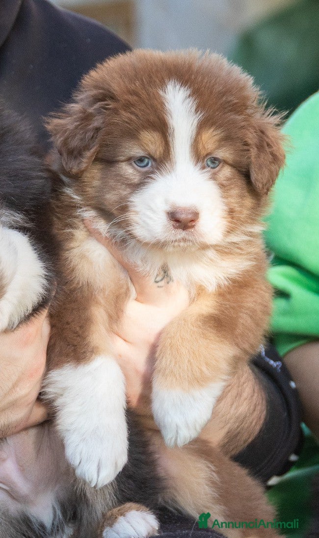 Australian Shepherd cani Cuccioli di Pastore australiano  - Annuncio 1