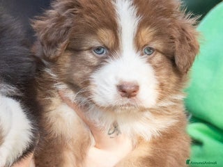 Australian Shepherd cani Cuccioli di Pastore australiano - Annuncio 1
