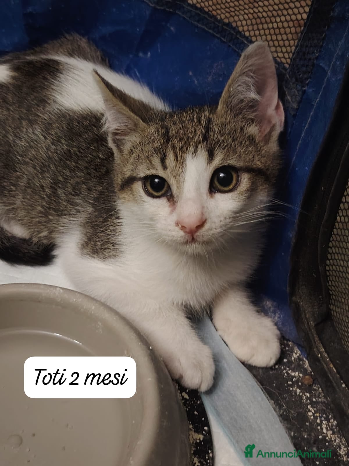 Altre razze gatti in regalo: S.o.S. gattini da salvare  a Città Metropolitana di Bologna - Annuncio 4