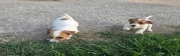Jack Russell cani in vendita: Cuccioli jack russell terrier pelo liscio e ruvido - Annuncio 8