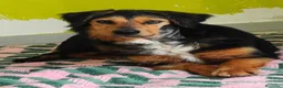 Meticcio cani in regalo: Lois adorabile cucciolone - Annuncio 12