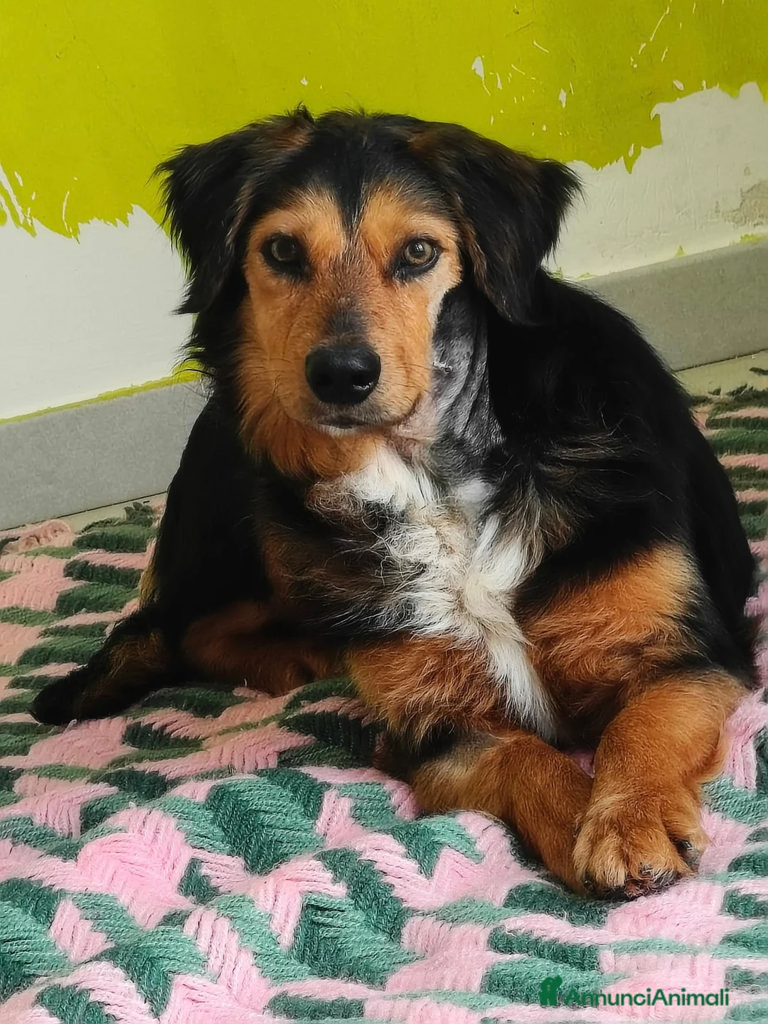 Meticcio cani in regalo: Lois adorabile cucciolone - Annuncio 12