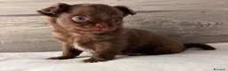 Chihuahua cani in vendita: Cuccioli di chihuahua con pedigree - Annuncio 7