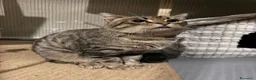 Europeo gatti in regalo: TIGRO, adorabile gatto da adottare! - Annuncio 2