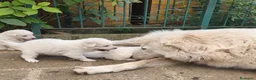 Pastore Abbruzzese Maremmano cani in vendita: Cuccioli di Pastore Maremmano con Pedigree a Città metropolitana di Roma Capitale - Annuncio 2