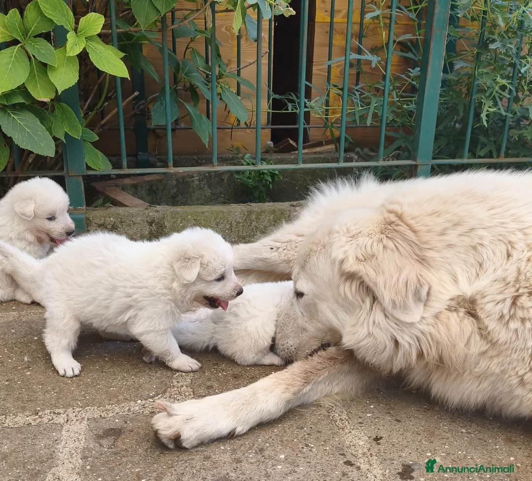 Pastore Abbruzzese Maremmano cani in vendita: Cuccioli di Pastore Maremmano con Pedigree a Città metropolitana di Roma Capitale - Annuncio 2