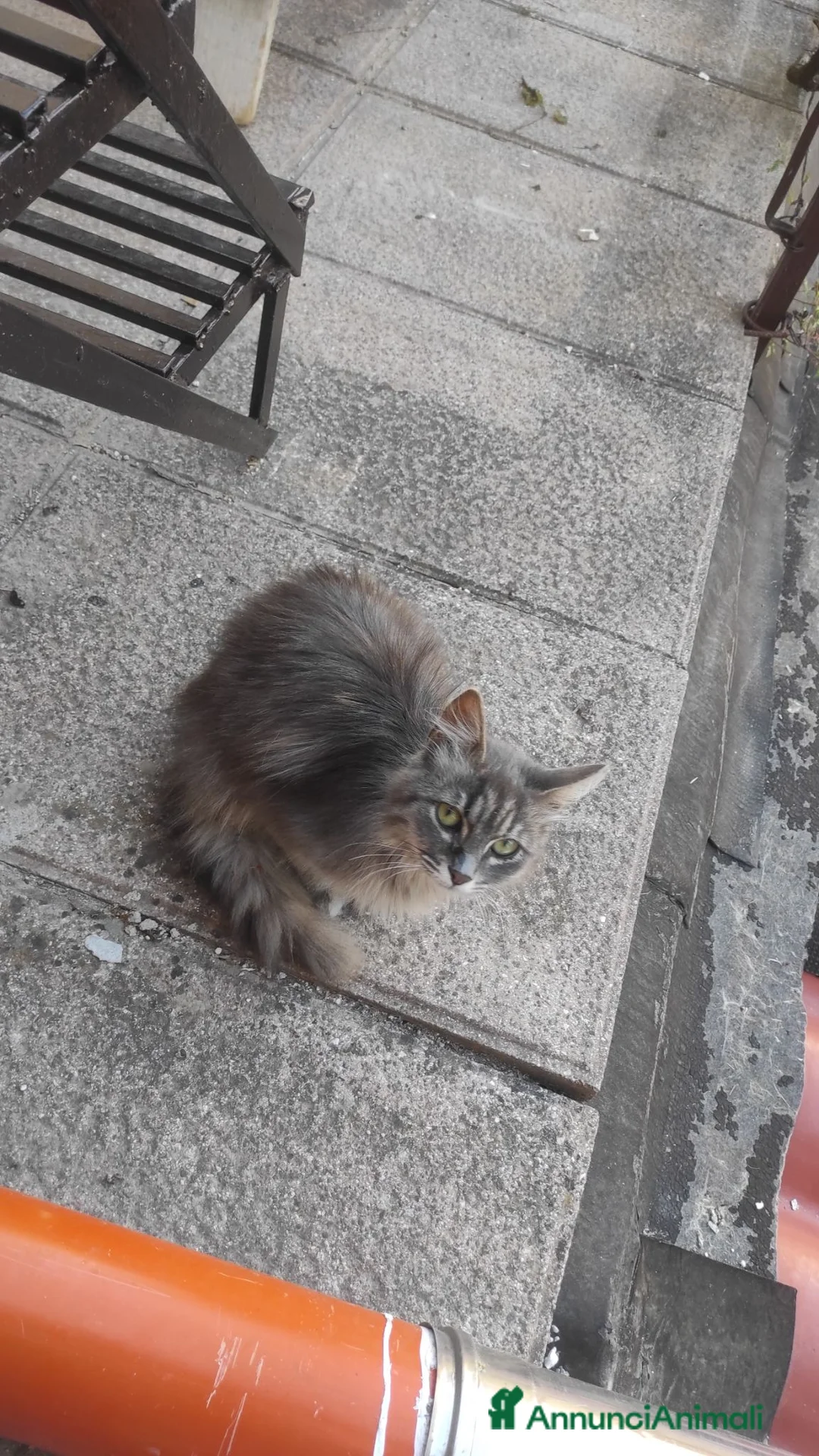 Meticcio gatti in regalo: Gattina taglia piccola - Annuncio 3