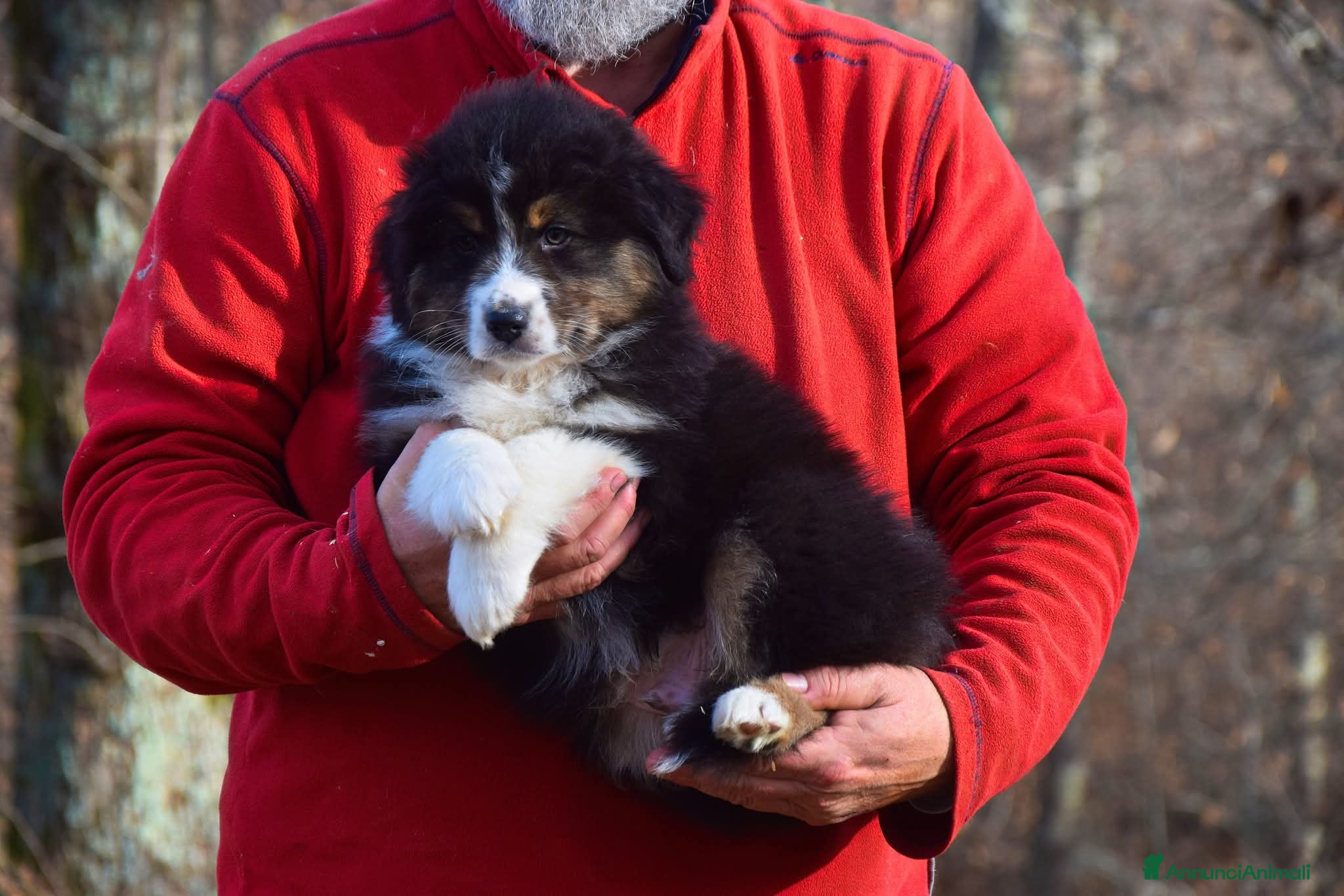 Australian Shepherd cani Cuccioli di pastore australiano  - Annuncio 9