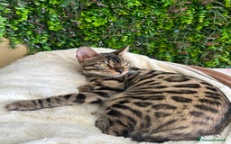 Bengala gatti in vendita: Gattina bengala colorazione WILD a Rome - Immagine 6