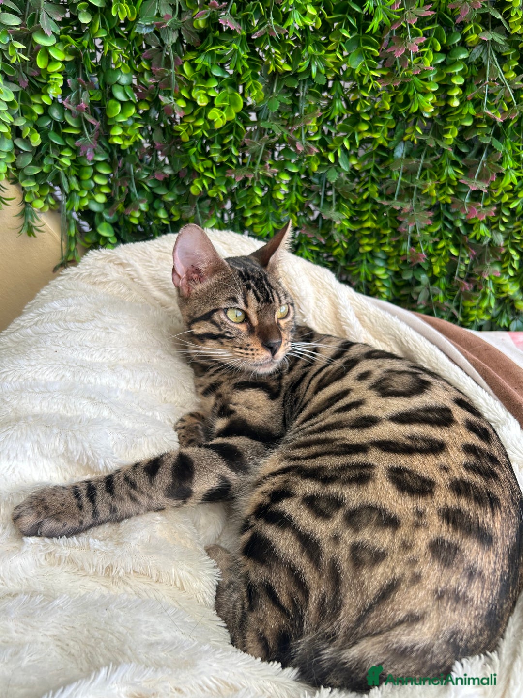 Bengala gatti in vendita: Gattina bengala colorazione WILD a Rome - Immagine 6
