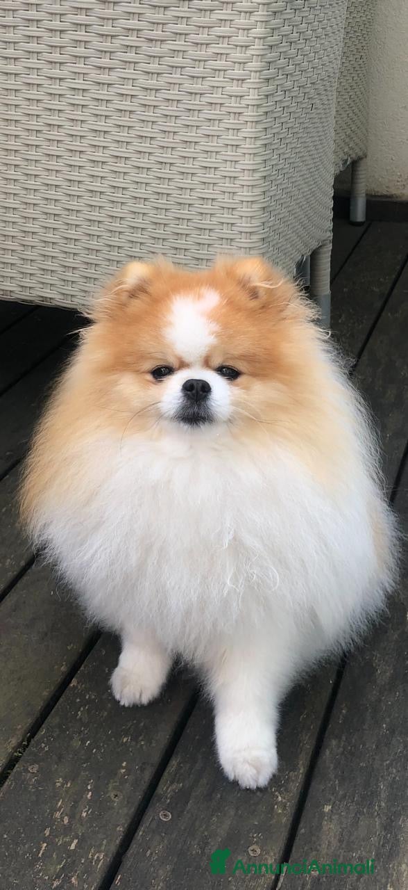 Spitz cani Cerco fidanzata - Annuncio 1