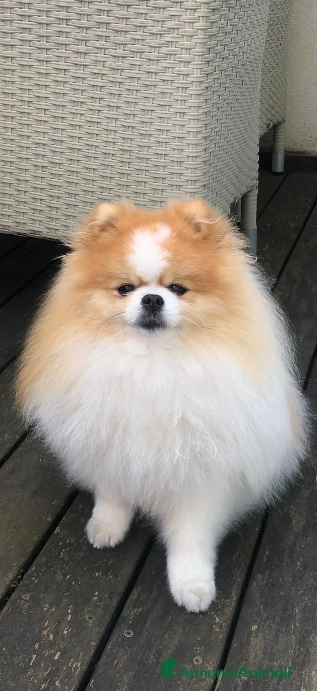 Spitz cani per accoppiamento: Cerco fidanzata a Provincia di Rimini - Annuncio 1