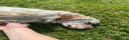 Setter Inglese cani in regalo: Splendido Setter di 5anni cerca una nuova famiglia a Provincia di Bergamo - Annuncio 2