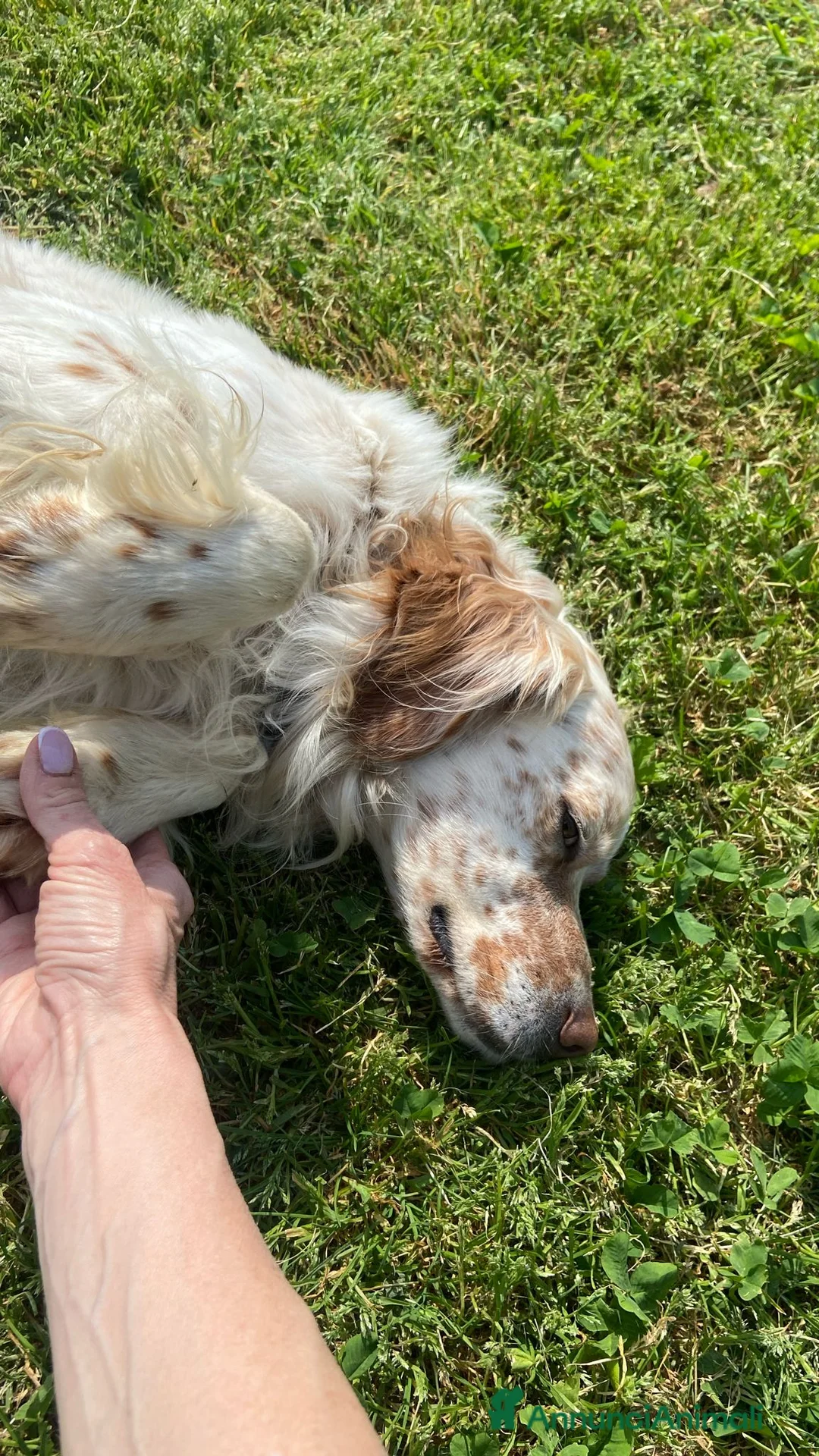 Setter Inglese cani in regalo: Splendido Setter di 5anni cerca una nuova famiglia a Provincia di Bergamo - Annuncio 2
