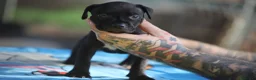 Pitbull cani in vendita: Cuccioli Pit Bull con pedigree anche a rate - Annuncio 24