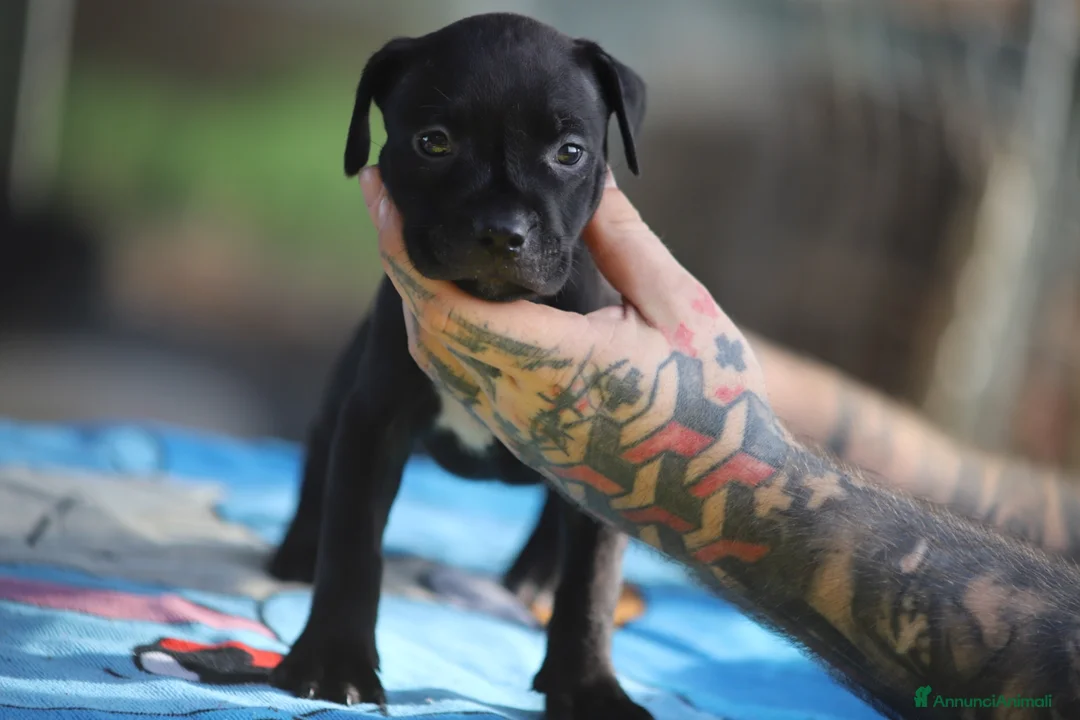 Pitbull cani in vendita: Cuccioli Pit Bull con pedigree anche a rate - Annuncio 24