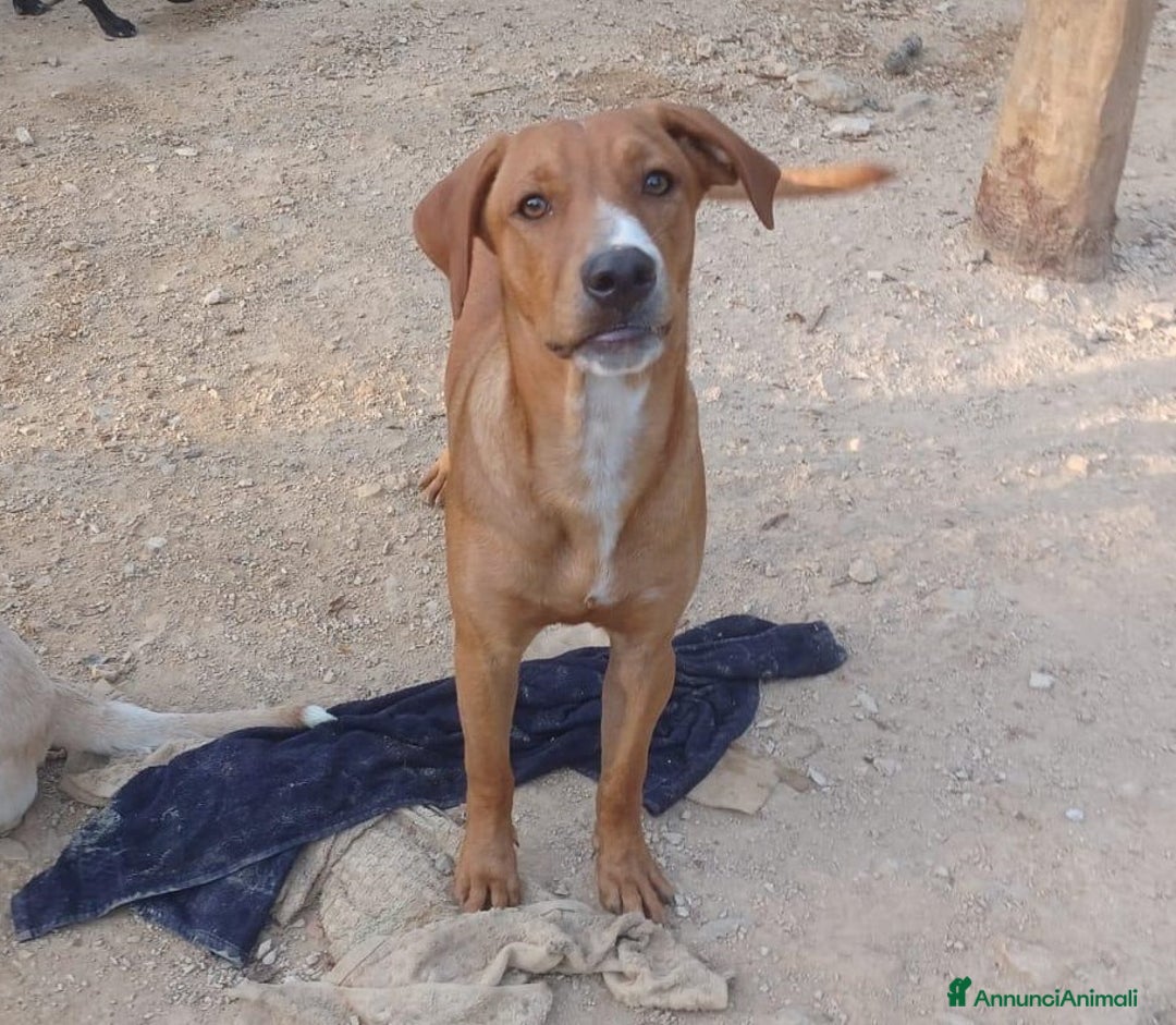 Meticcio cani in regalo: IL TENERO CORFU' a Provincia di Lecco - Annuncio 1