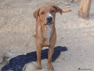 Meticcio cani IL TENERO CORFU' a Provincia di Lecco - Annuncio 6