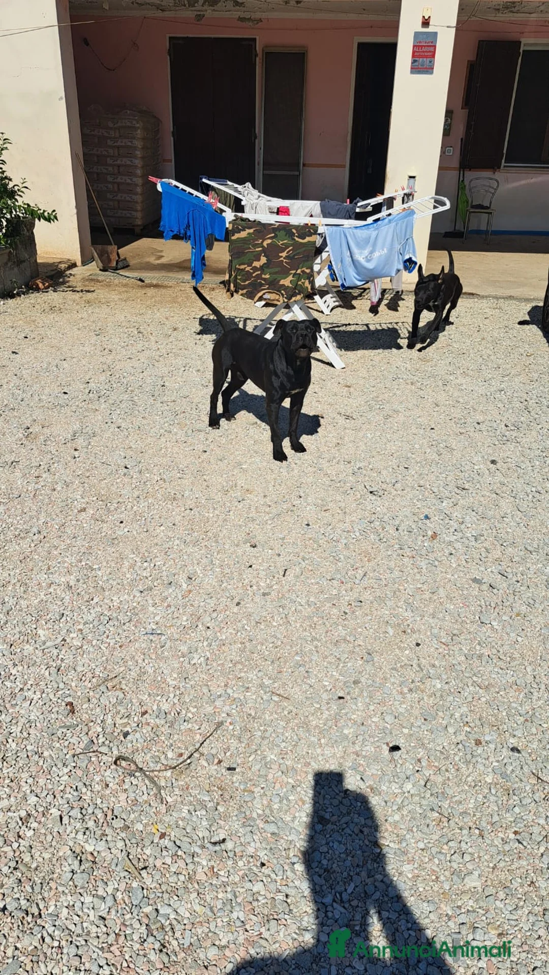 Meticcio cani in regalo: 2 Cani meticci di 3 anni - Annuncio 2