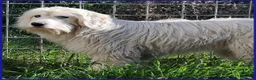 Meticcio cani in regalo: PEGGIO giovane spinoncino un po'timoroso a Provincia di Parma - Annuncio 4