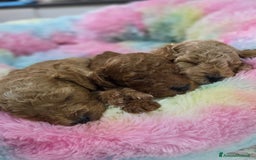 Barboncino cani in vendita: Barboncini  toy red e albicocca a Provincia di Foggia - Immagine 4