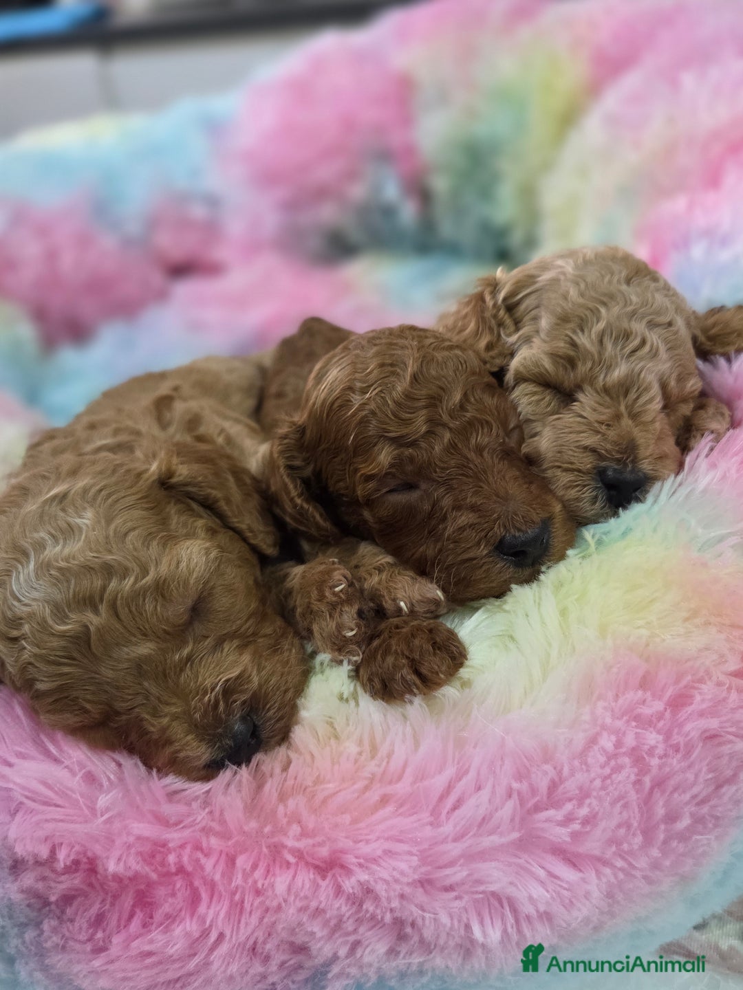 Barboncino cani in vendita: Barboncini  toy red e albicocca a Provincia di Foggia - Immagine 4