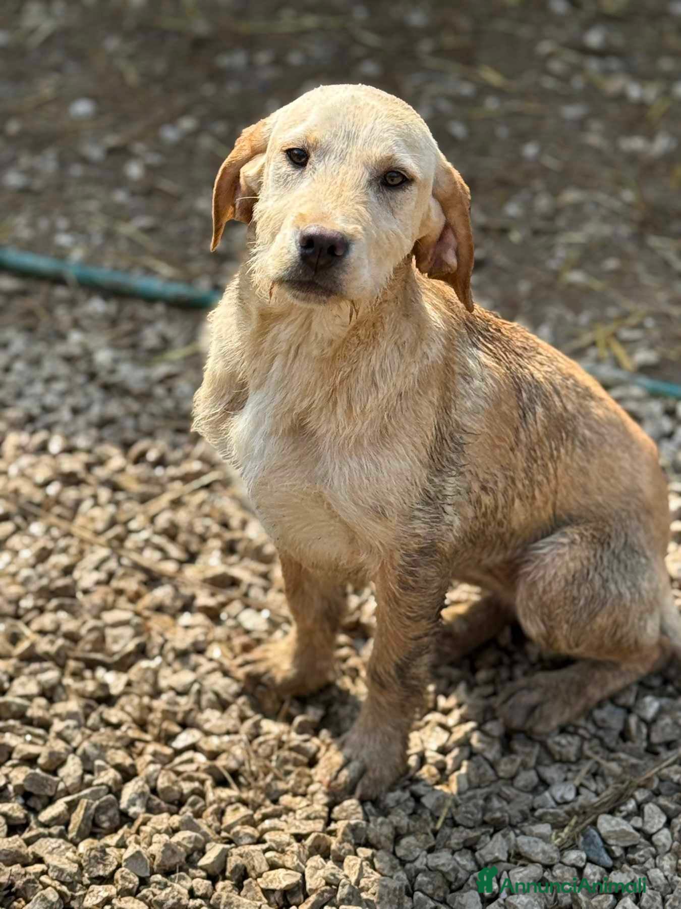 Labrador cani in regalo: KIRA e KALA, cucciolone mix LABRADOR! Dolcissime - Annuncio 4