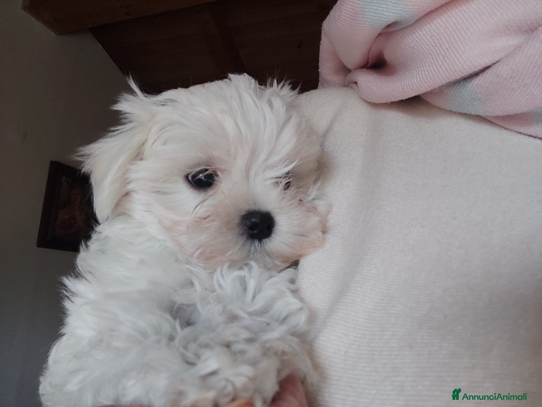 Maltese cani in vendita: Maltese - Annuncio 5