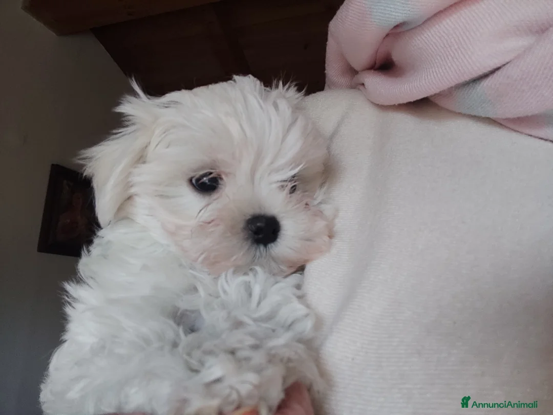 Maltese cani in vendita: Maltese - Annuncio 5