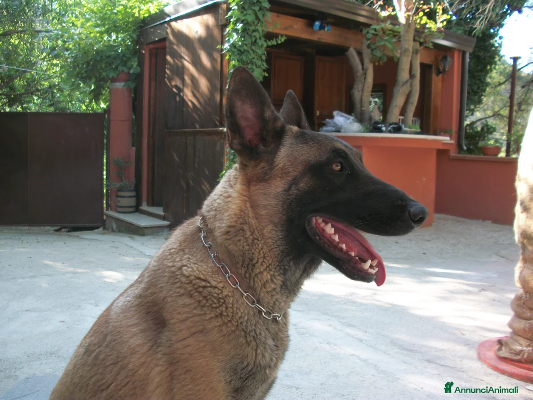 Immagine della galleria {{count}}