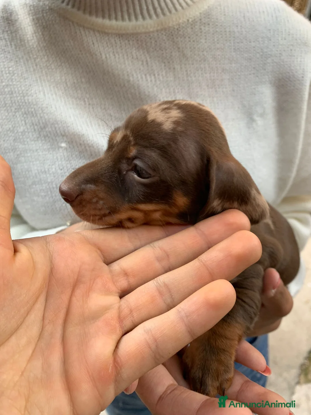 Bassotto cani in vendita: Bassotti nani a Provincia di Viterbo - Annuncio 2