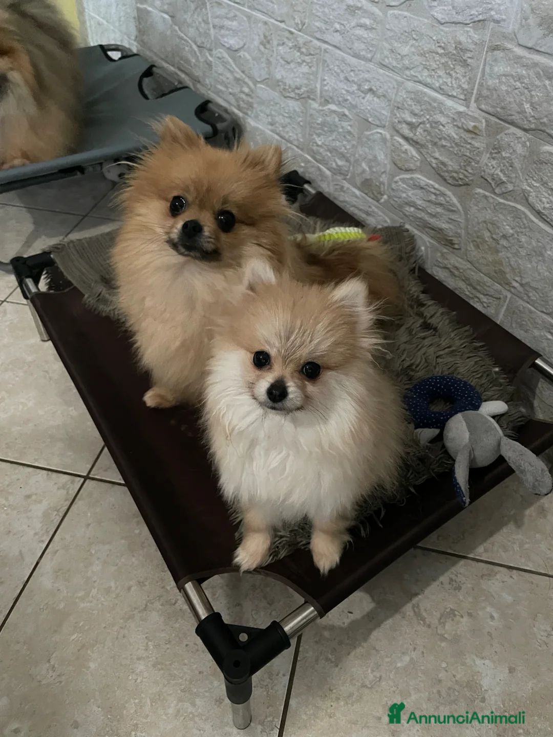 Volpino Pomerania cani in vendita: Spitz nano taglia troppo piccola - Annuncio 1