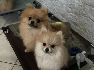 Volpino Pomerania cani Spitz nano taglia troppo piccola - Annuncio 6